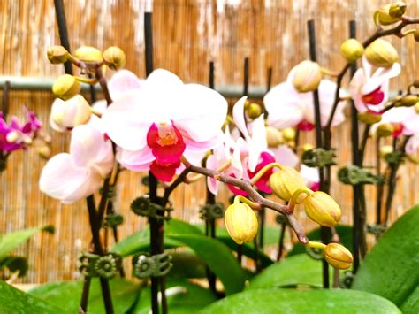 Do Orchids Rebloom On The Same Spike at Jessie Ramirez blog