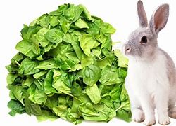 Image result for Spring+Baby+Bunnies