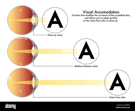 visual accommodation, that modifies the curvature of the crystalline ...