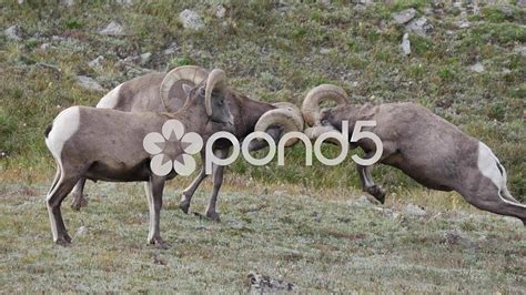 Bighorn Sheep Butting