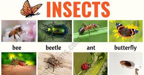 Image result for Class Insecta Real Life Examples
