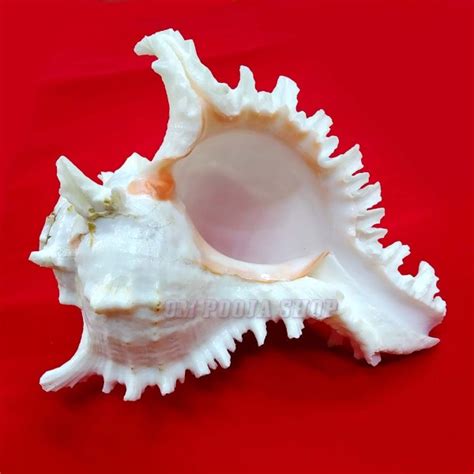 Shankh Conch Shell: Shanku Buy online USA UK Canada India