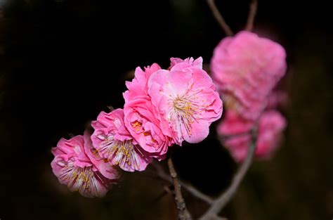 科学网—寒冬的清新气息：梅花 - 张庆费的博文