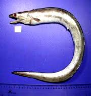 Gymnothorax indicus, new species of eel found in Bay of Bengal – GKToday