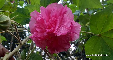 Hibiscus Mutabilis Flower on Green Leaves Background