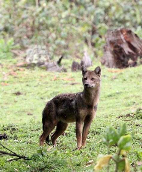 Genus Lupulella African Jackals — Coke Smith Wildlife