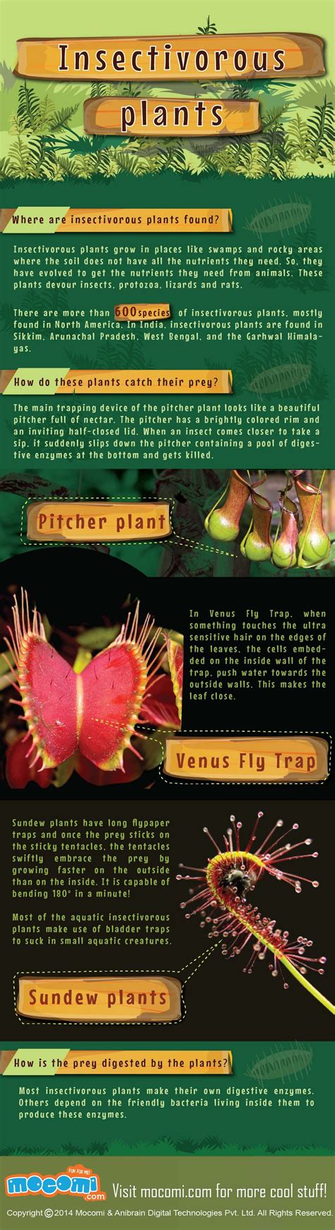 Fascinating Facts About Insectivorous Plants