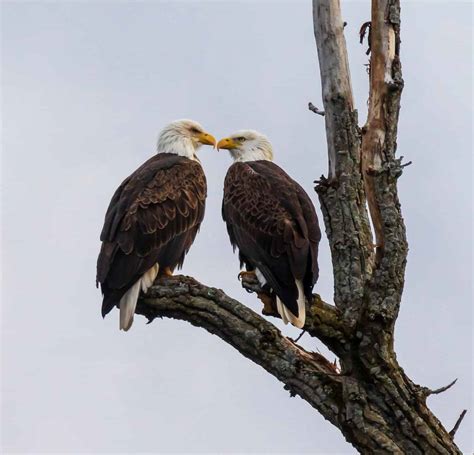 Do Bald Eagles Mate for Life? 4 Amazing Facts about These Loyal Birds ...