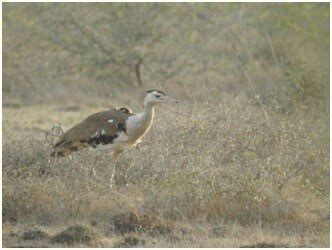 The Battle to Save the Great Indian Bustard - India Today