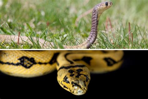 Image result for Python and Anaconda Snake Difference