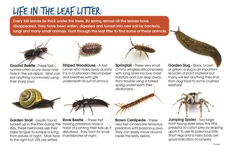 What’s lurking in the leaf litter? – NatureKidsBC