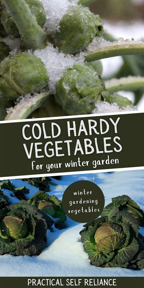 Cold Hardy Vegetables for Fall and Winter Gardening | Growing winter ...