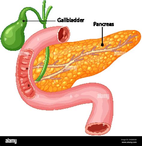 Illustration of gallbladder and pancreas anatomy Stock Vector Image ...