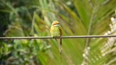 Image result for Free-Flying Bee Video Clips