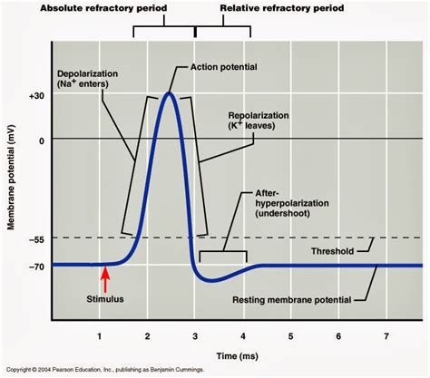 Image result for Muscle Twitch Graph