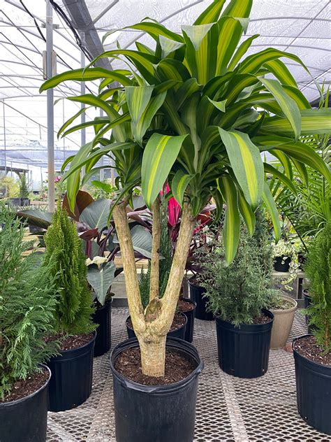 Dracaena Massangeana Mass Cane Stump Form, Corn Plant#N#- Eureka Farms