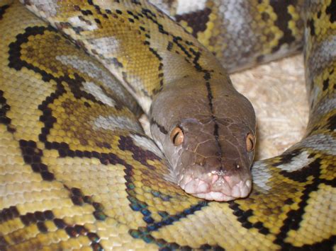 African Rock Python Baby 的图像结果