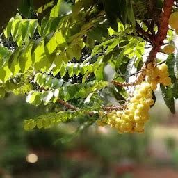 Best Top Rated National forest in Olavan, Maharashtra, India | Yappe.in