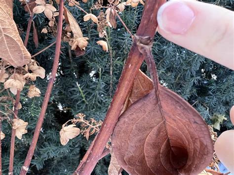 Image result for Pruning Hydrangea Standard Tree Fall