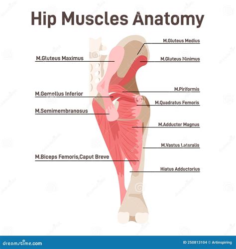 Leg And Hip Muscles Anatomy