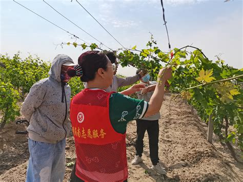 内蒙古乌海市科协开展葡萄新品种技术推广专家服务活动