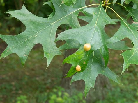 TREES AU19 – Bob's Botany Website