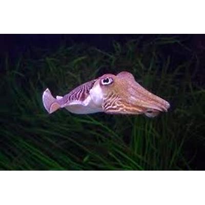 Cuttle Fish - | Indian Business Portal