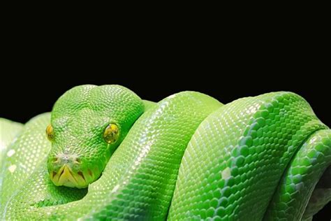【女人梦见蛇缠身是什么预兆】【图】女人梦见蛇缠身是什么预兆 介绍梦本身的含义(2)_伊秀星座|yxlady.com