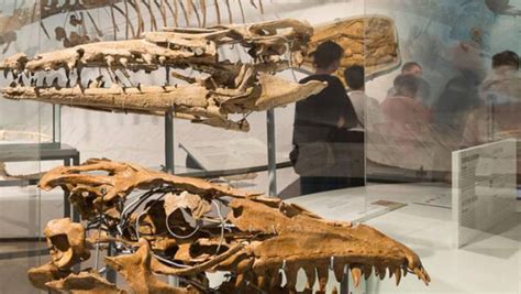 Mosasaur Hall | Meer