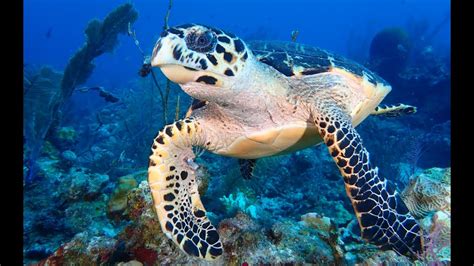 Image result for Turtle Method Multiplication