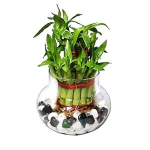 Sivisty | 2 Layer Lucky Bamboo Plants for home decoration - Indoor ...