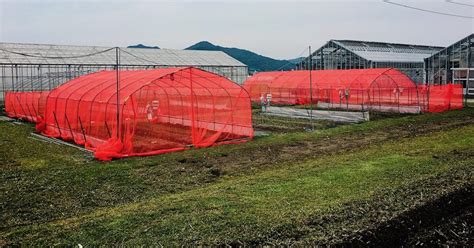 Image result for Red Netting