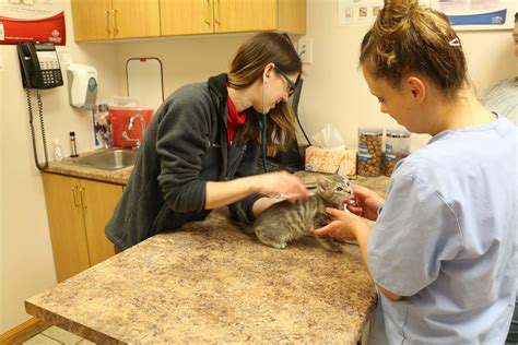 Veterinary Clinic Near Me With X Ray at Judy Moore blog