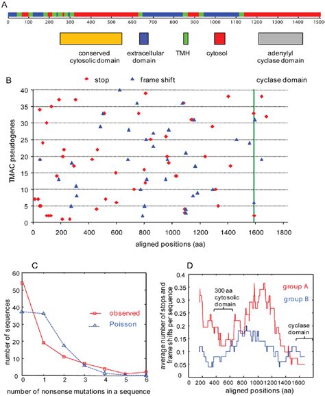 Image result for Stop Codons Nonsense Mutations