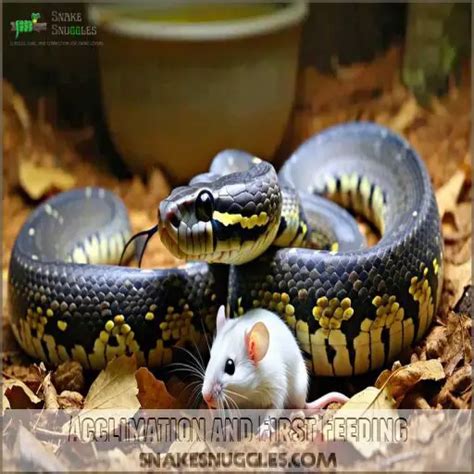Image result for Python Snake Feeding