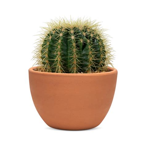 Kaktus (cactus) – Izaberi domaće