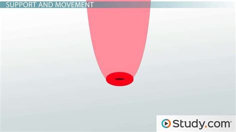 Image result for Skeletal Muscle Function