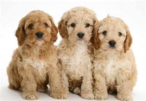 Image result for Cockapoo Dog