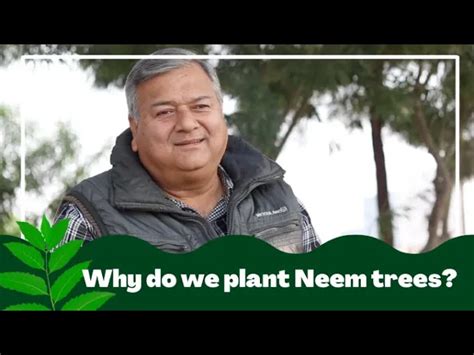 Why does @Give Me Trees Trust plant Neem trees?