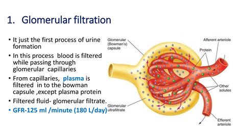 Structure and function of kidney , structure of nephron and urine formation | PPTX