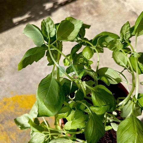 Sweet Basil Plant - The Green Corner