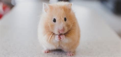 Computer Mouse Sound 的图像结果