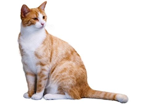 Image result for Cat Delete O2 Sensor