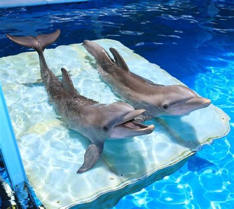 THE 10 CLOSEST Hotels to Clearwater Marine Aquarium