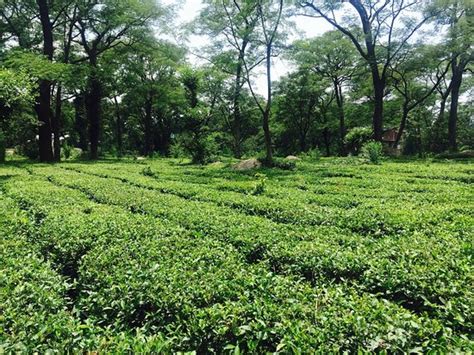 Tea Garden in Dharamshala - Reviews, Photos - Palampur Tea Gardens ...