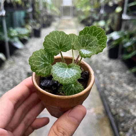 Strawberry Begonia Care and Growing Guide | Plantcarefully
