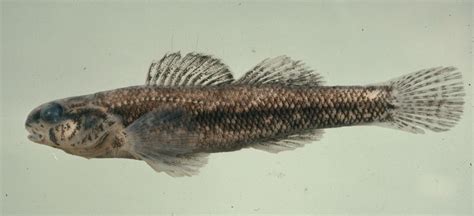 Swamp Fish 的图像结果