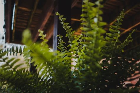 Green Thumb, Happy Pet: Easy-To-Grow Plants Safe For Your Furry Friends ...