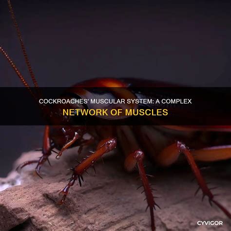 Cockroaches' Muscular System: A Complex Network Of Muscles | CyVigor