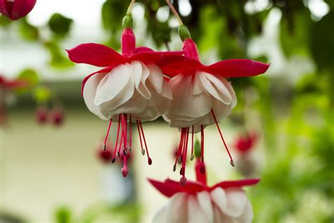 How to Grow and Care for Fuchsia